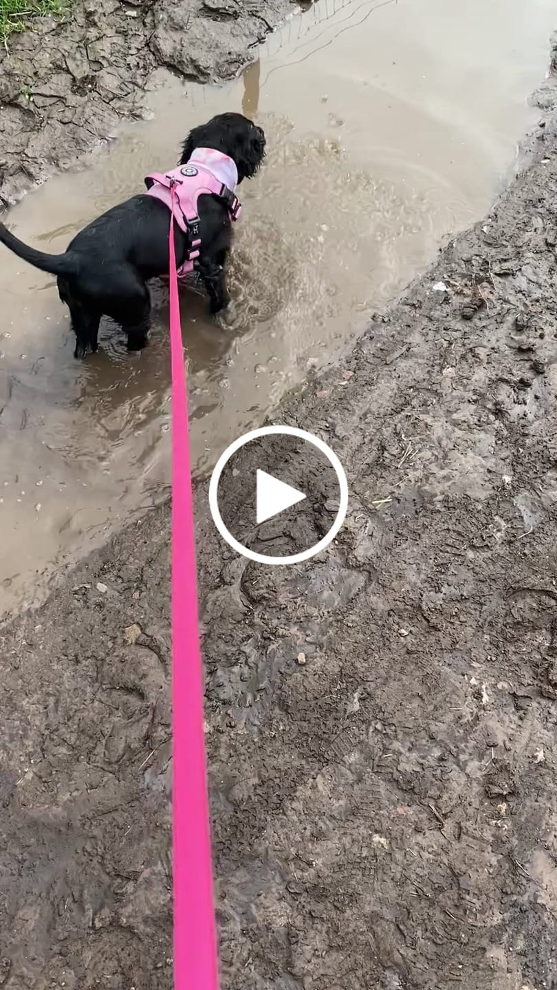 Customer video review of Bubblegum Pink Tweed Dog Harness - No Pull & Reflective | Trail & Glow®