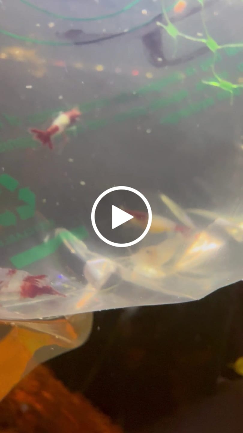 Customer video review of Red Rili Shrimp