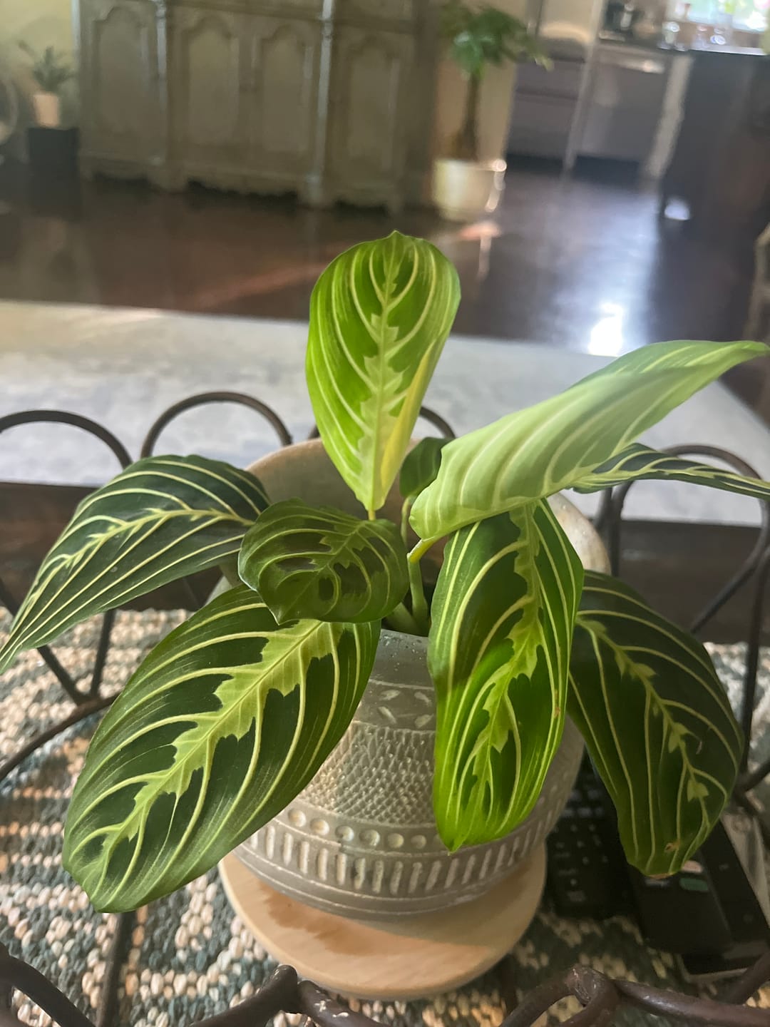 Customer photo review of Soil Refresh