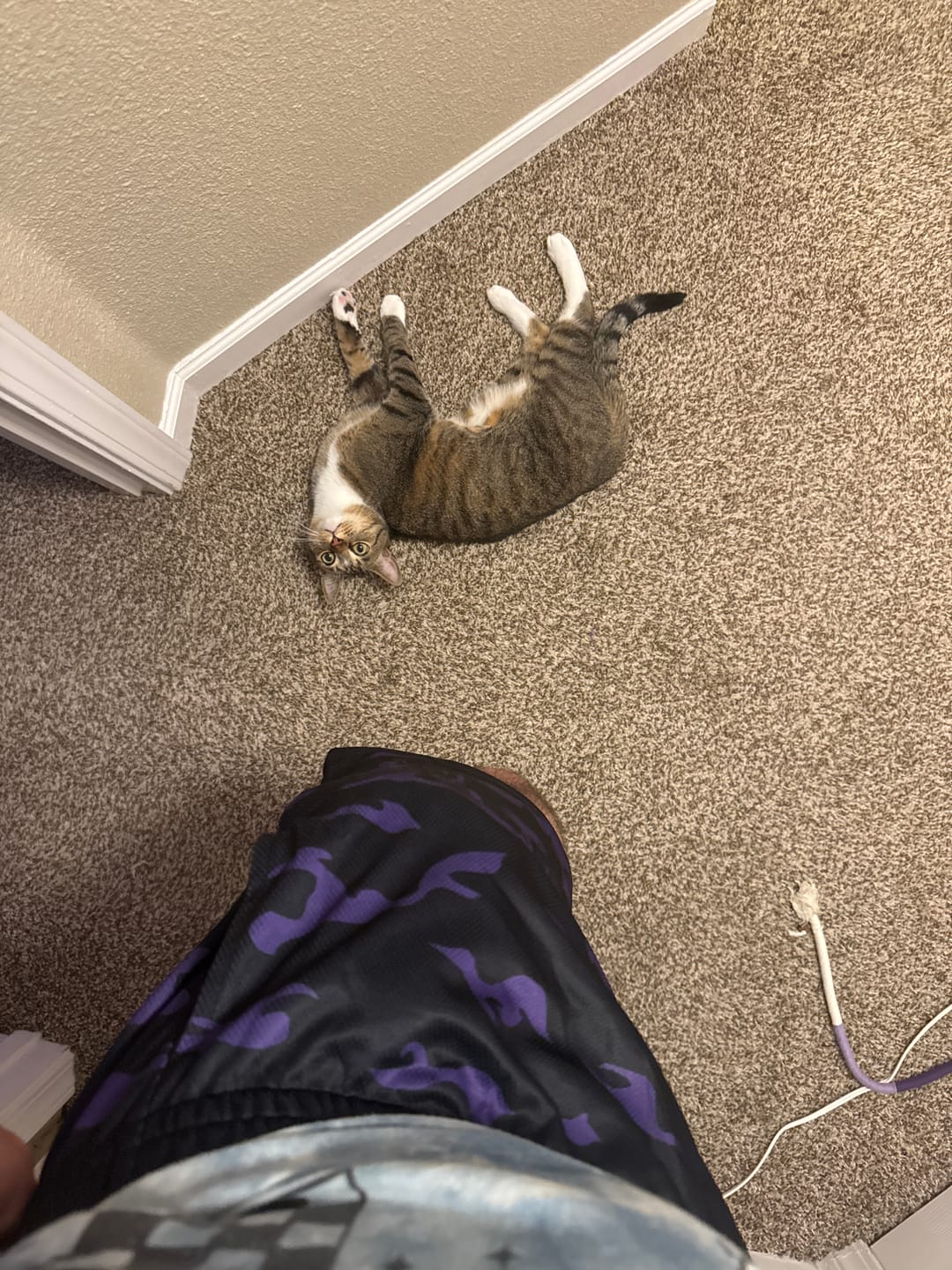 Customer photo review of Butterfly Performance Shorts - V3