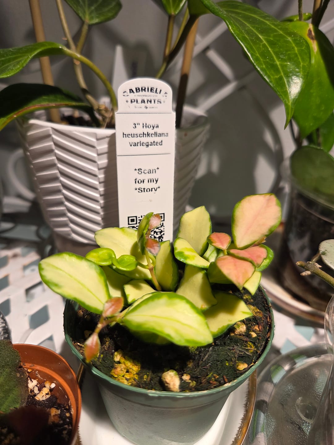 Customer photo review of Hoya heuschkeliana variegata