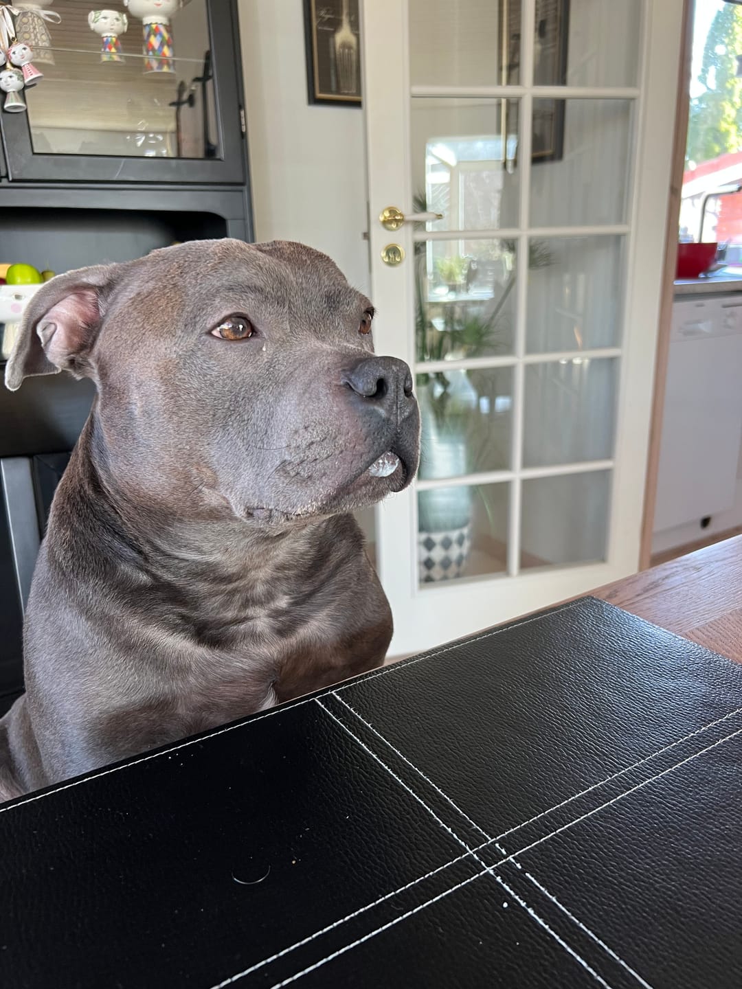 Customer photo review of Dogman Meaty Tern, Tun 80g