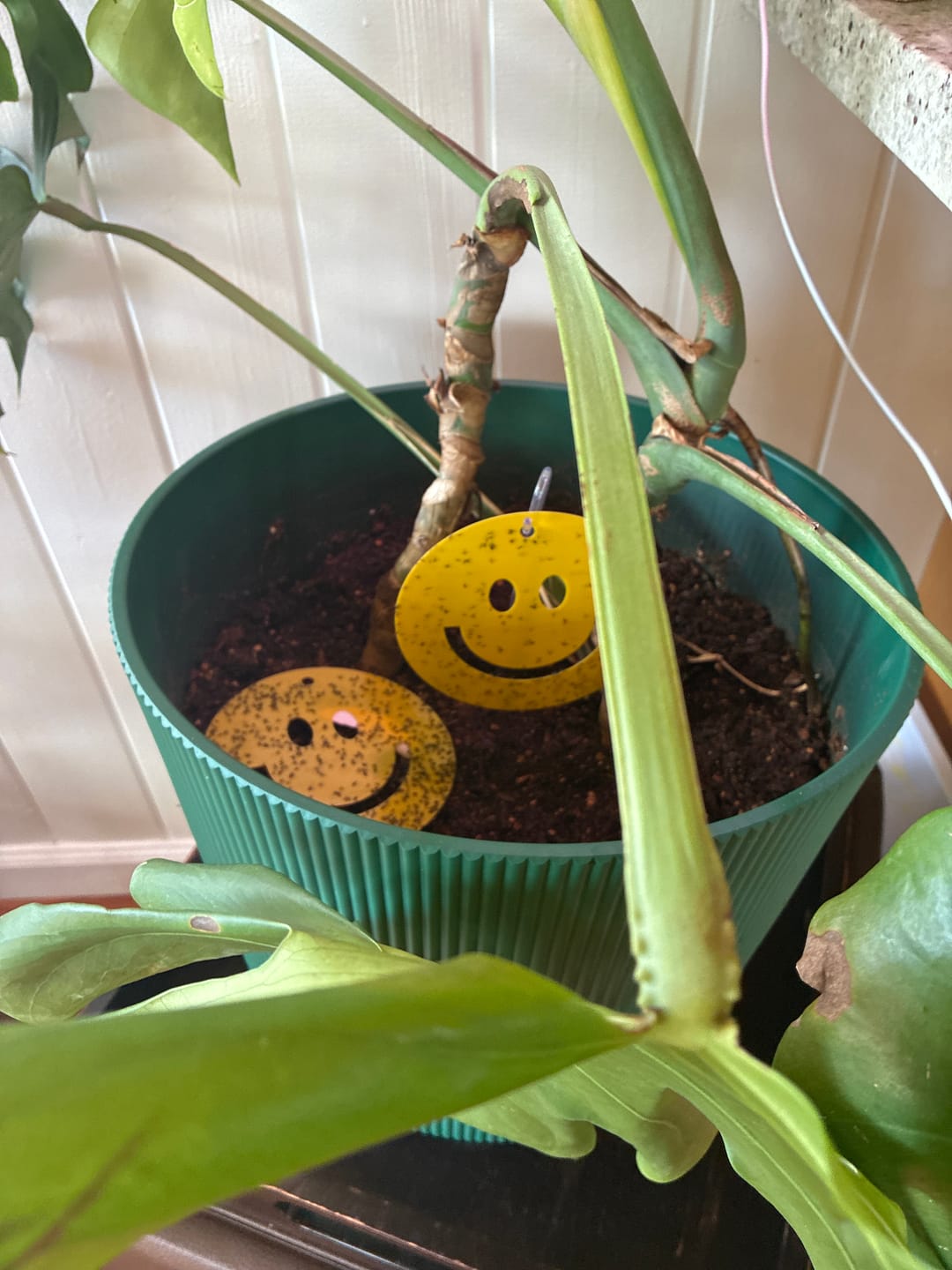 Customer photo review of Killer Smiles