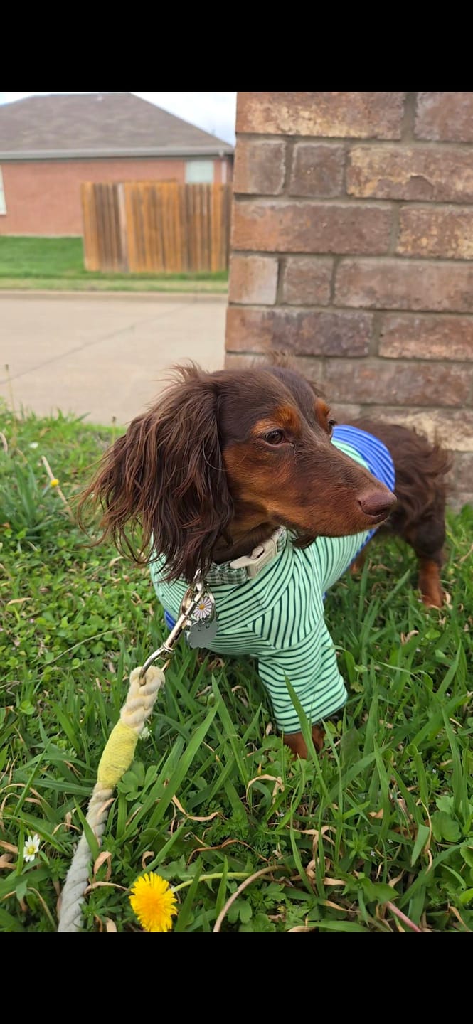 Customer photo review of Pistachio Microfleece Shirt