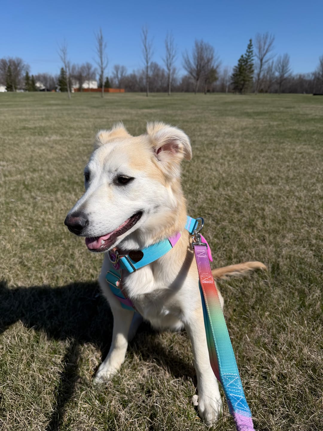 Customer photo review of Multipurpose Seatbelt Handsfree Leash & Poop Bag Holder Set - Pastel Icing