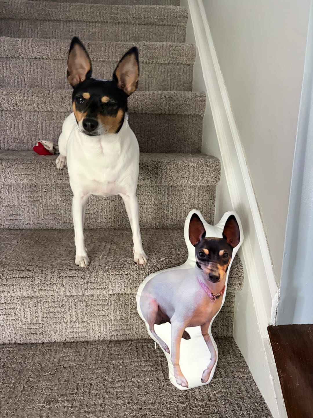 Customer photo review of Custom Pet Shaped Pillow that Look Like your Pet - ThePetPillow