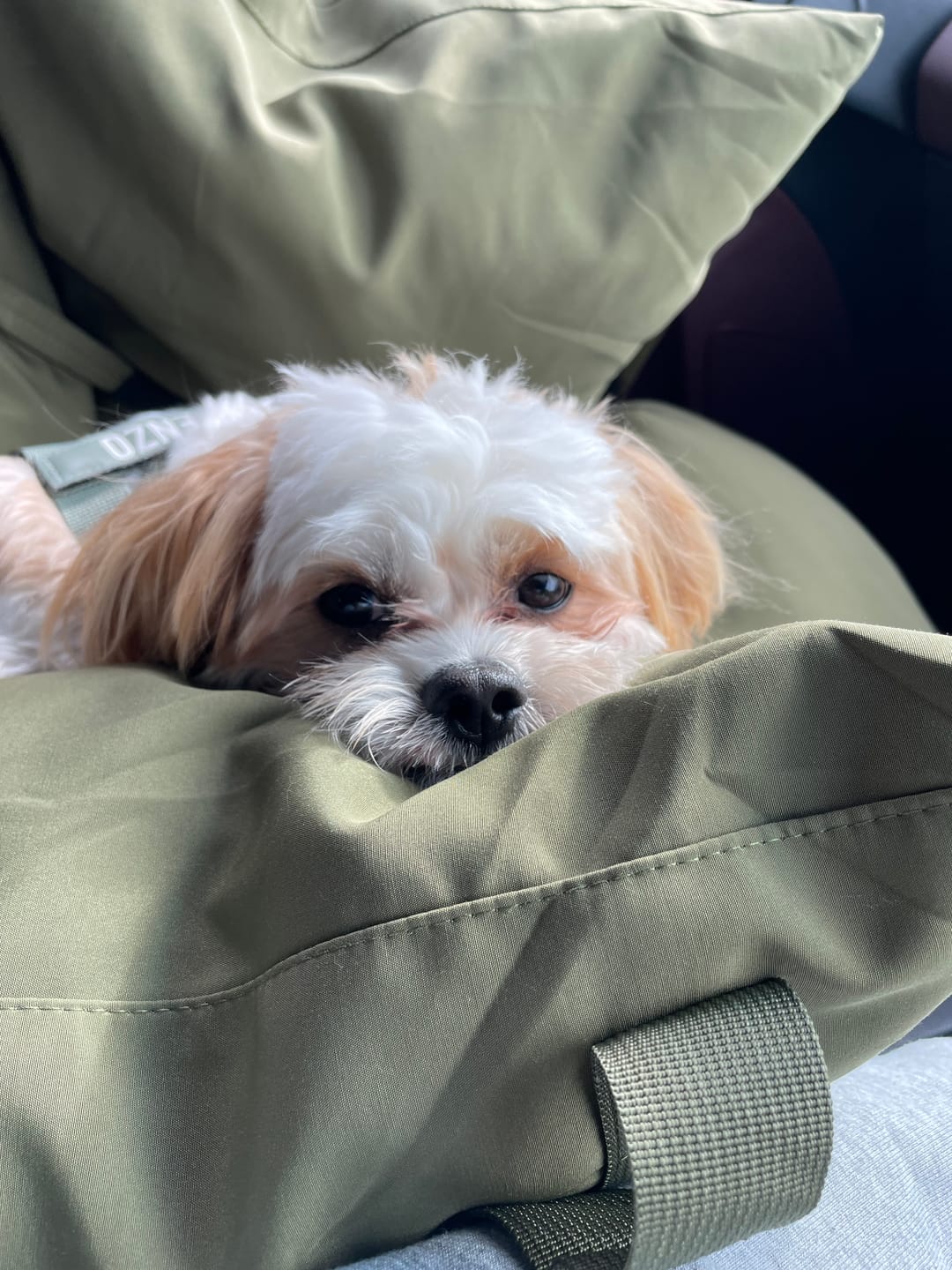 Customer photo review of Dog Car Carrier & Car Seat Carry Bag for Travel