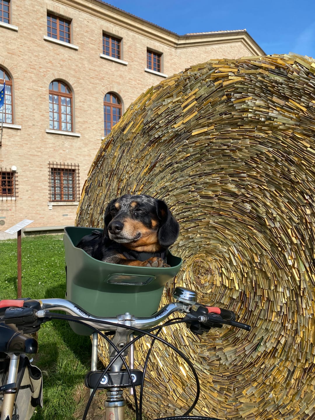 Customer photo review of Kvisp Dog Bike Carrier