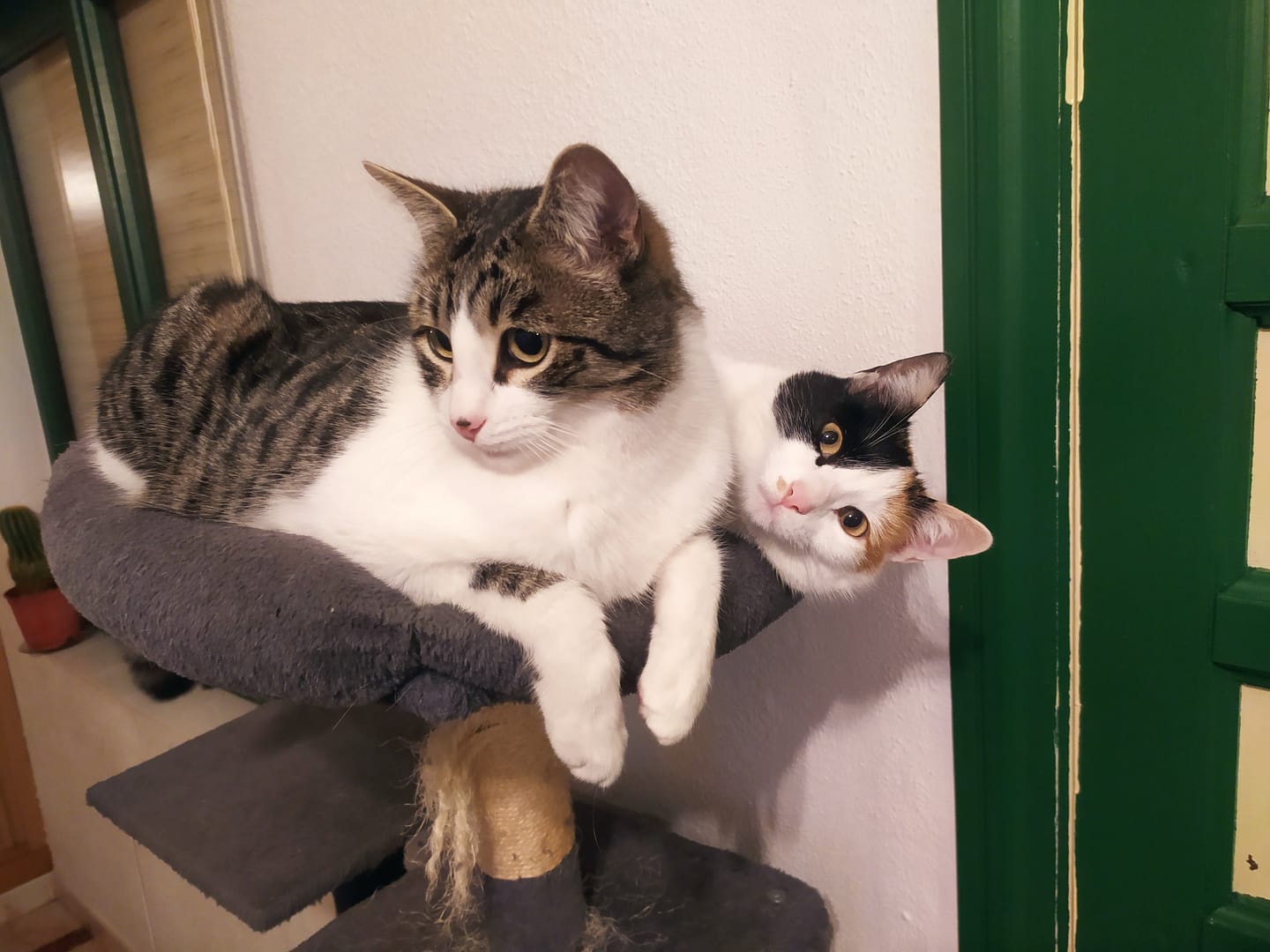 Customer photo review of Cat Sterilized