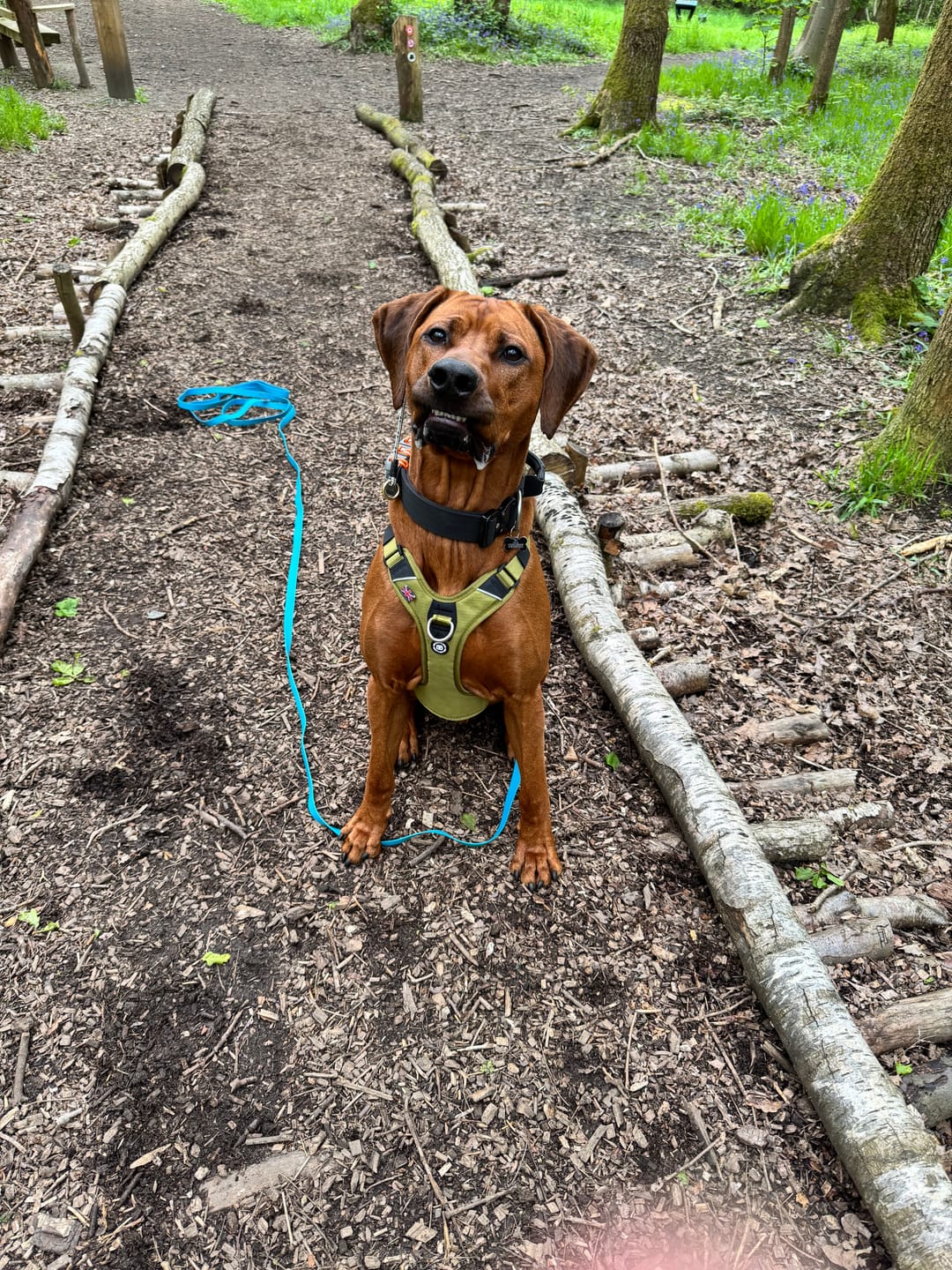 Customer photo review of Anti Pull Hurricane Harness Lighter | With Handle - Olive Green