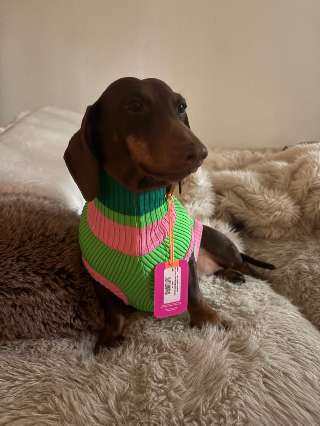 Customer photo review of THE GLOW JUMPER - Neon Hundepullover - (Watermelon Crush) SAMPLE SALE