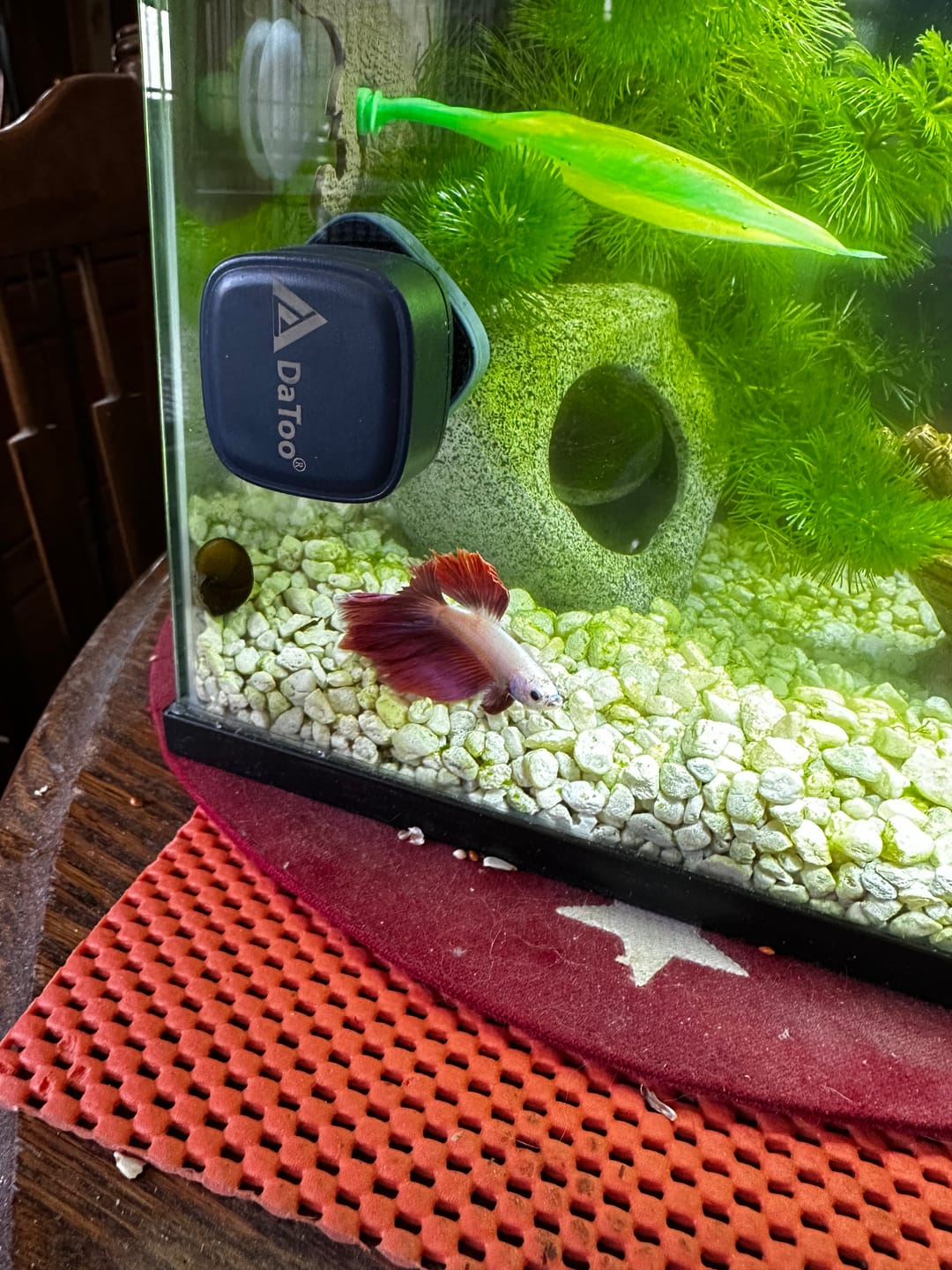 Customer photo review of Purple Halfmoon Male Betta Fish | Grower's Pick