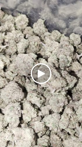 Customer video review of Light Assist THCA Smalls