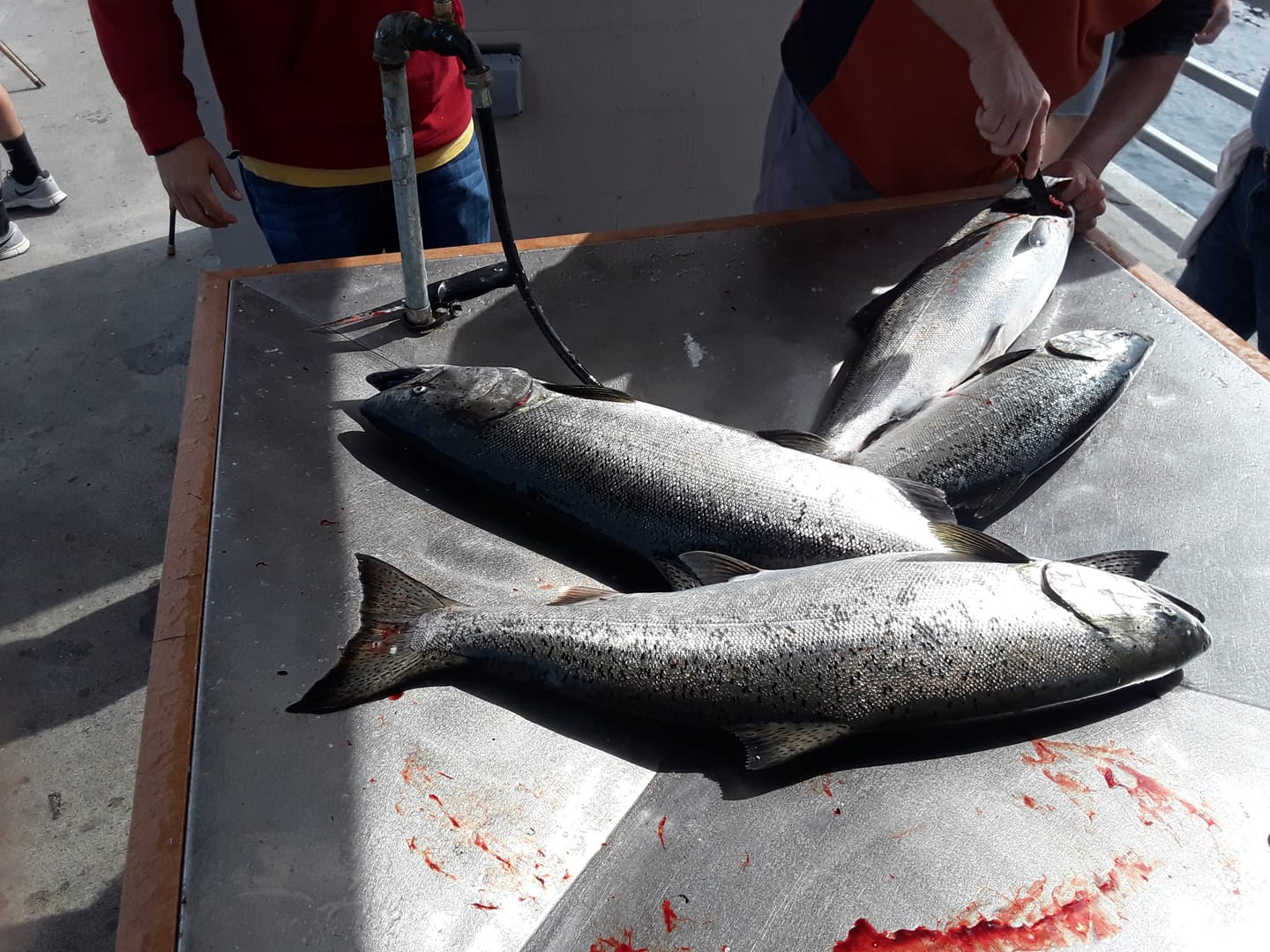 Customer photo review of Minnow