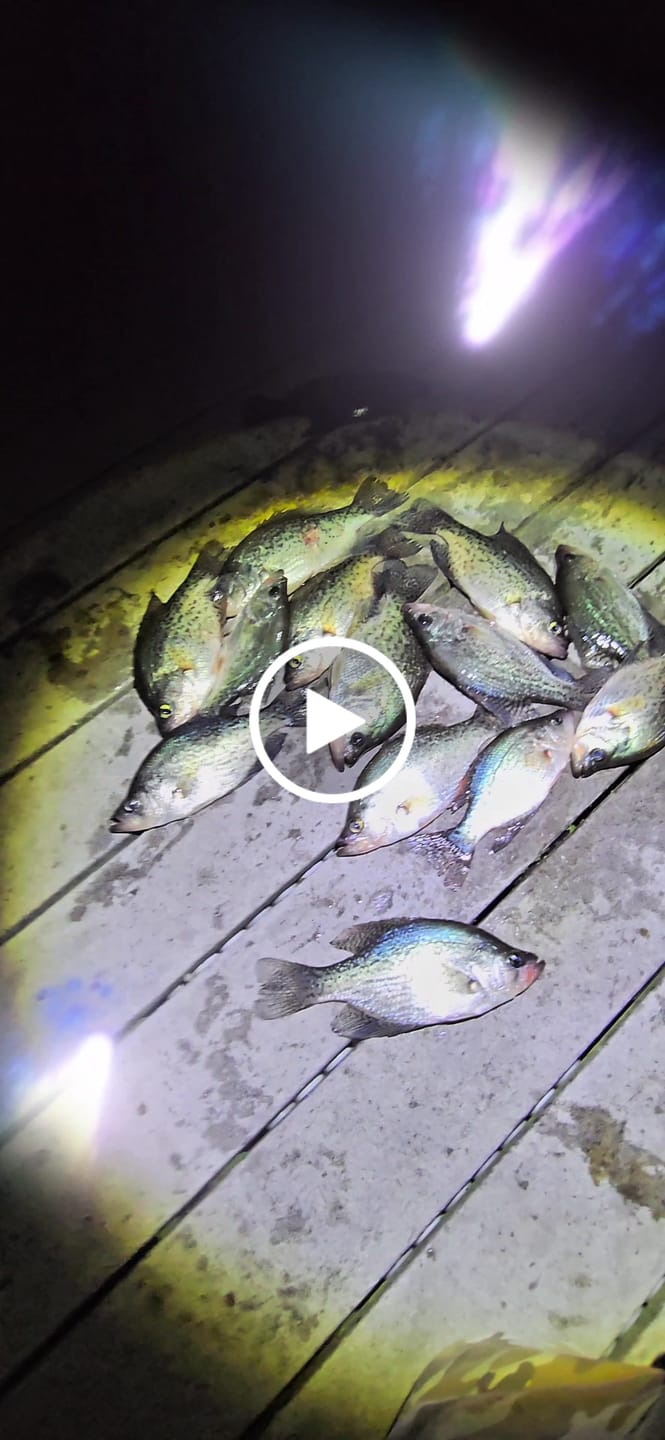 Customer video review of White Lightning