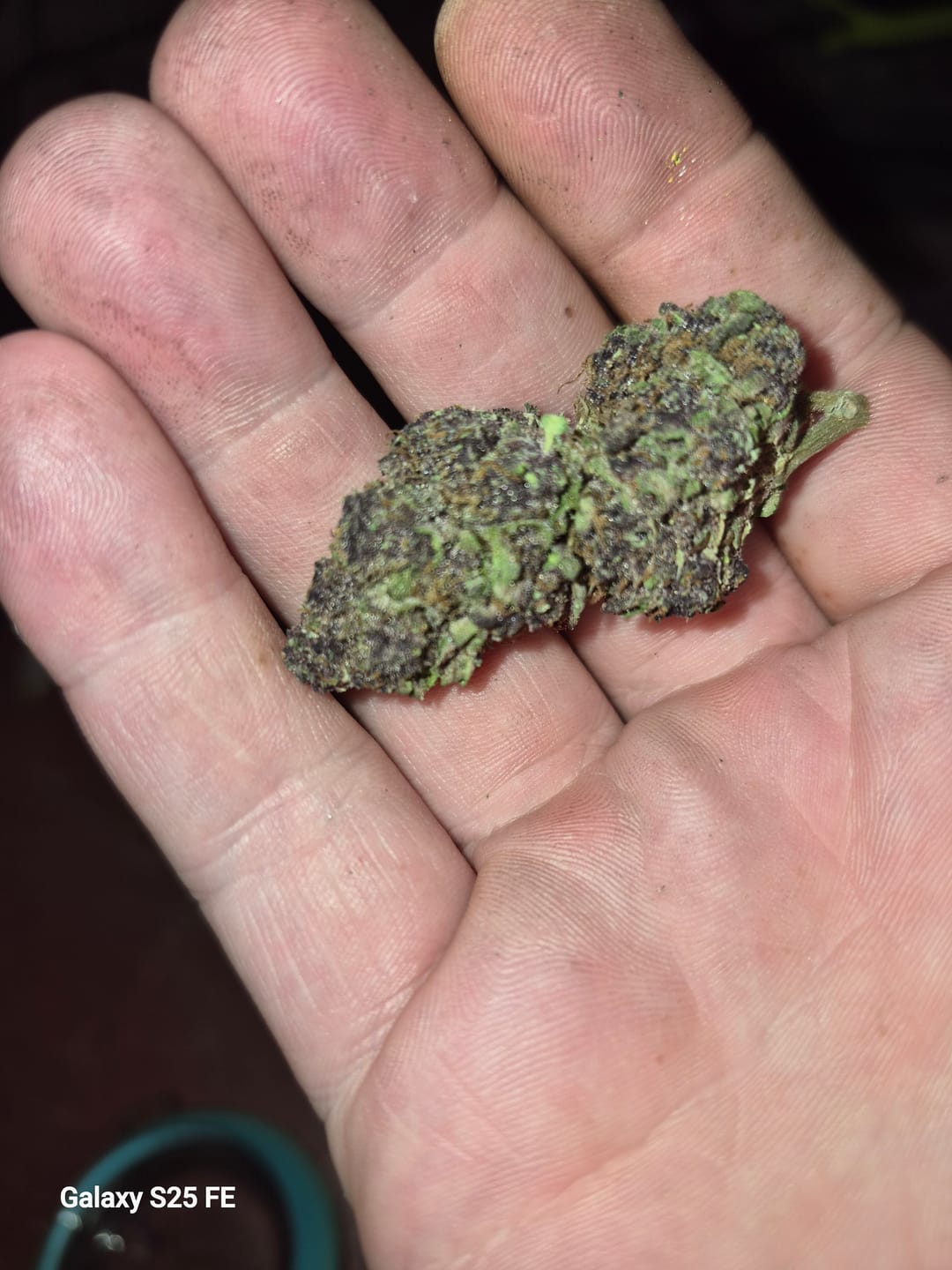Customer photo review of Granddaddy Purple - 14 Grams - Indica