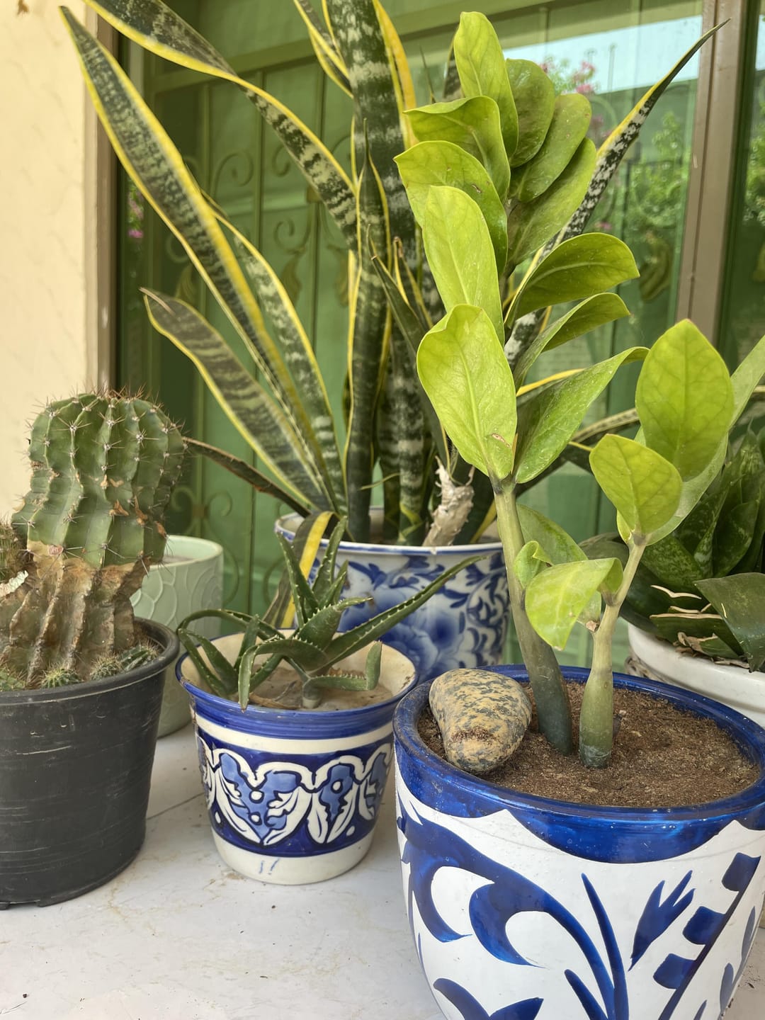 Customer photo review of ZZ Plant Green in Painted terracotta pot
