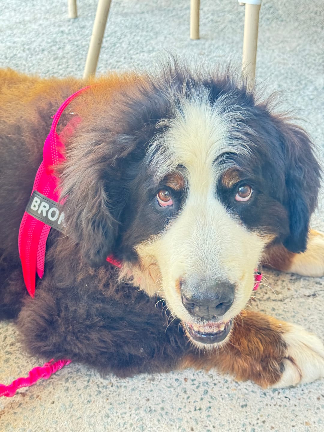 Customer photo review of The Good Dog Lead