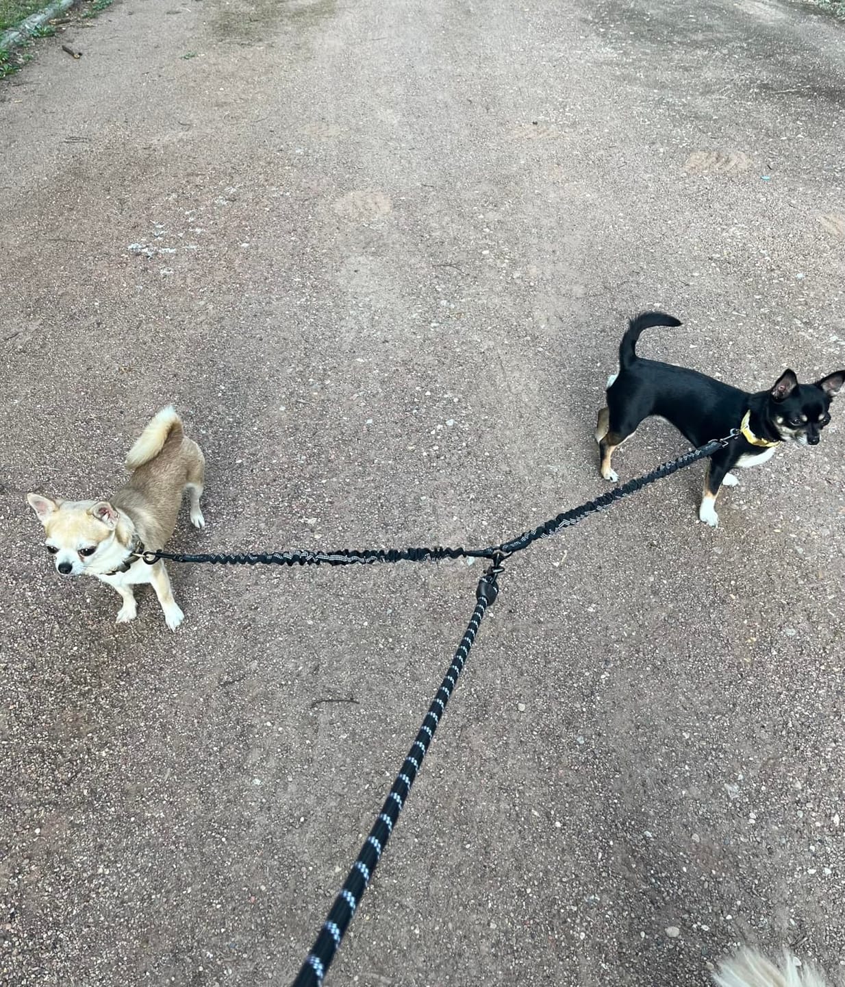 Customer photo review of 2-in-1 duo Hondenlijn met 360° draaikoppeling – Klitvrij en schok dempend.