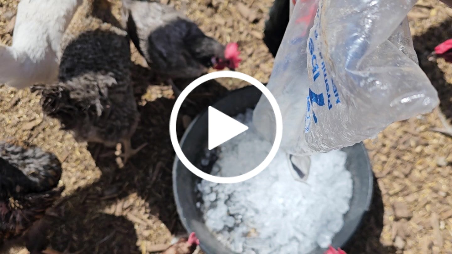 Customer video review of Peck Purity Chicken Dewormer