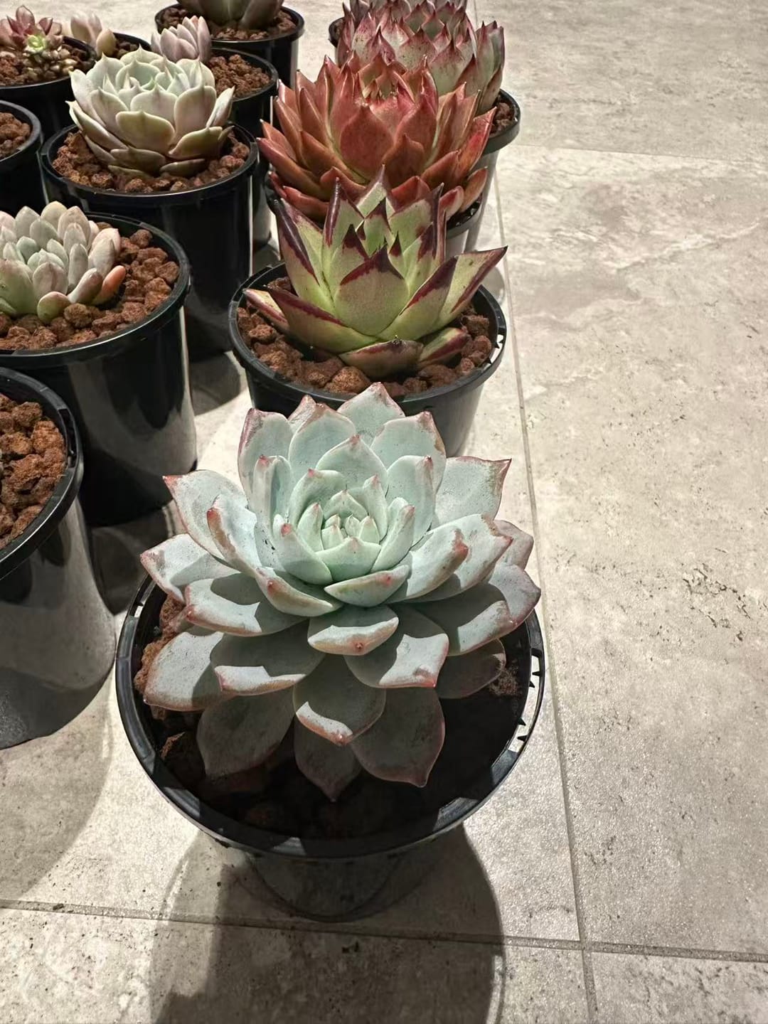 Customer photo review of Echeveria 'Blue Bird'