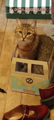 Un client montre son chat en pleine forme, assis dans un mini-van en carton, en référence à son avis.