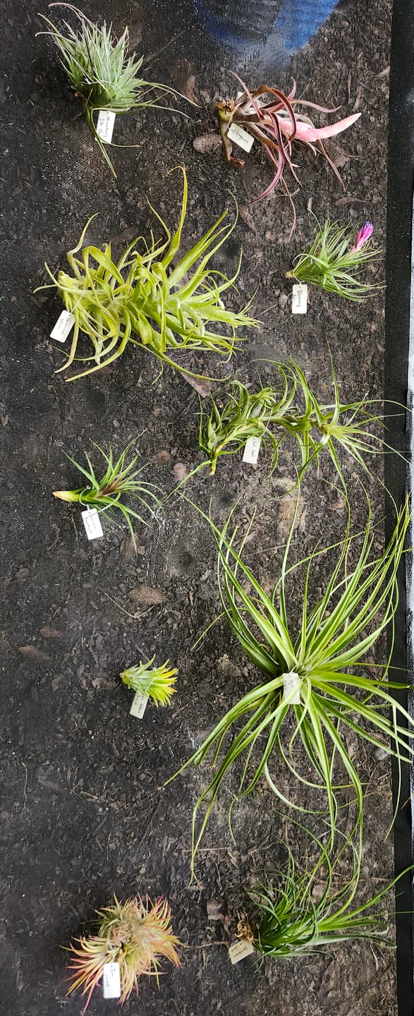 Customer photo review of Air Plant Mystery Box - Curated Tillandsia Collection | 5 Tiers Available