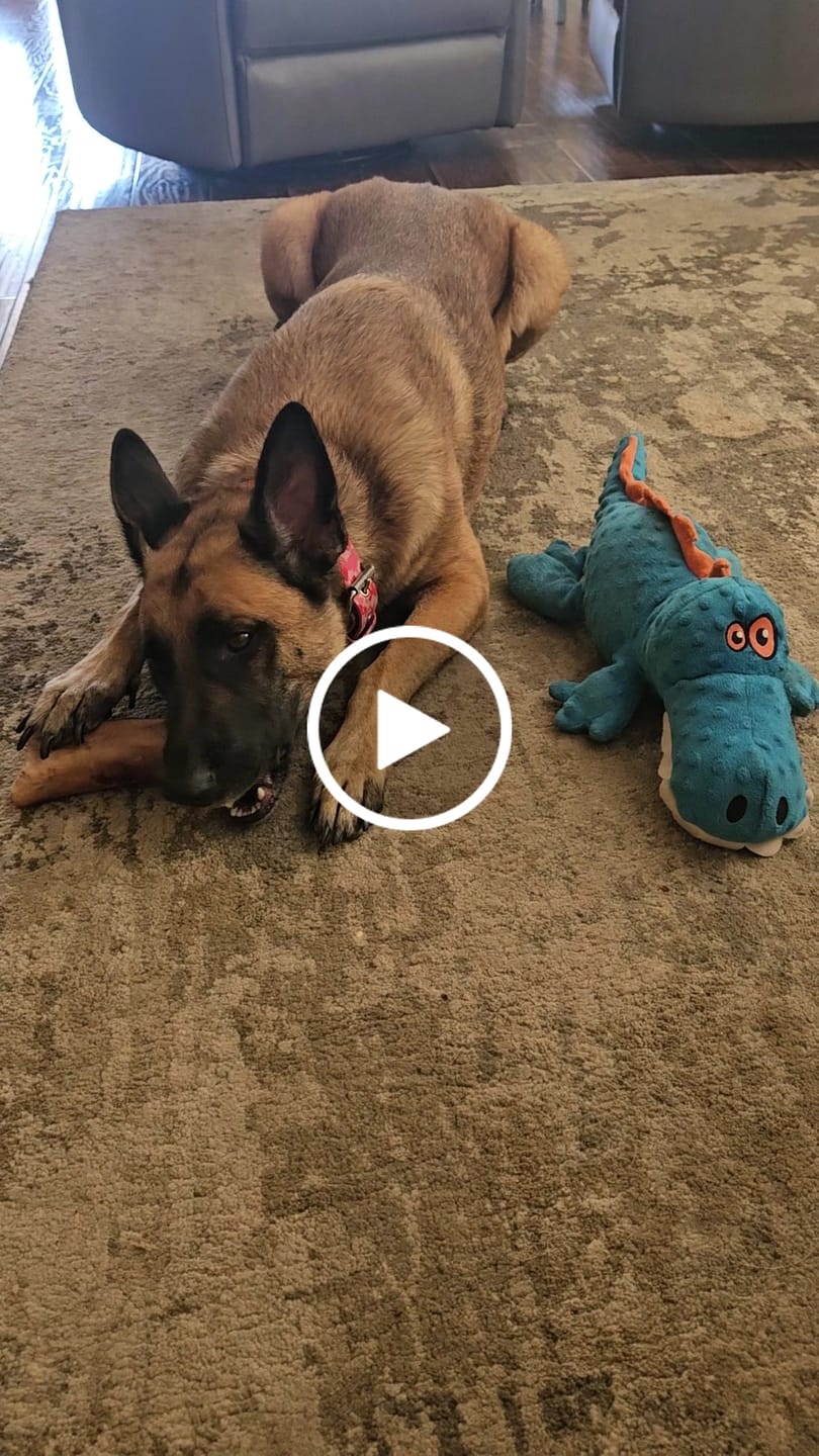 Customer video review of Gift Bundle: 2 Large Yak Chews and a 6" Hickory Smoked Bully Stick