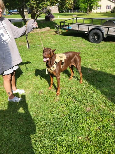 Customer doberman wearing a Team K9 harness