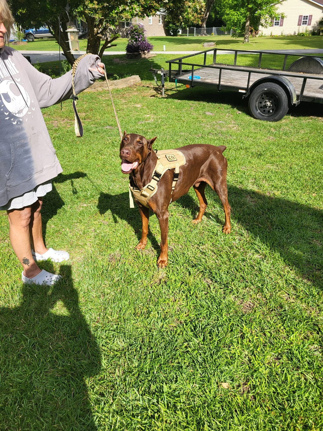 Customer photo review of NEW Upgraded Tactical No-Pull Team K9™ Dog Harness with 4 Quick-Release Metal Buckles, Reinforced Front & Back V-Rings, Hook & Loop Panels, Adjustable Straps, Reflective Strips, & Top Handle