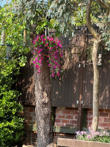 Customer's purple Outdoor Hanging Petunia Basket hanging from a large tree trunk in their sunny garden.