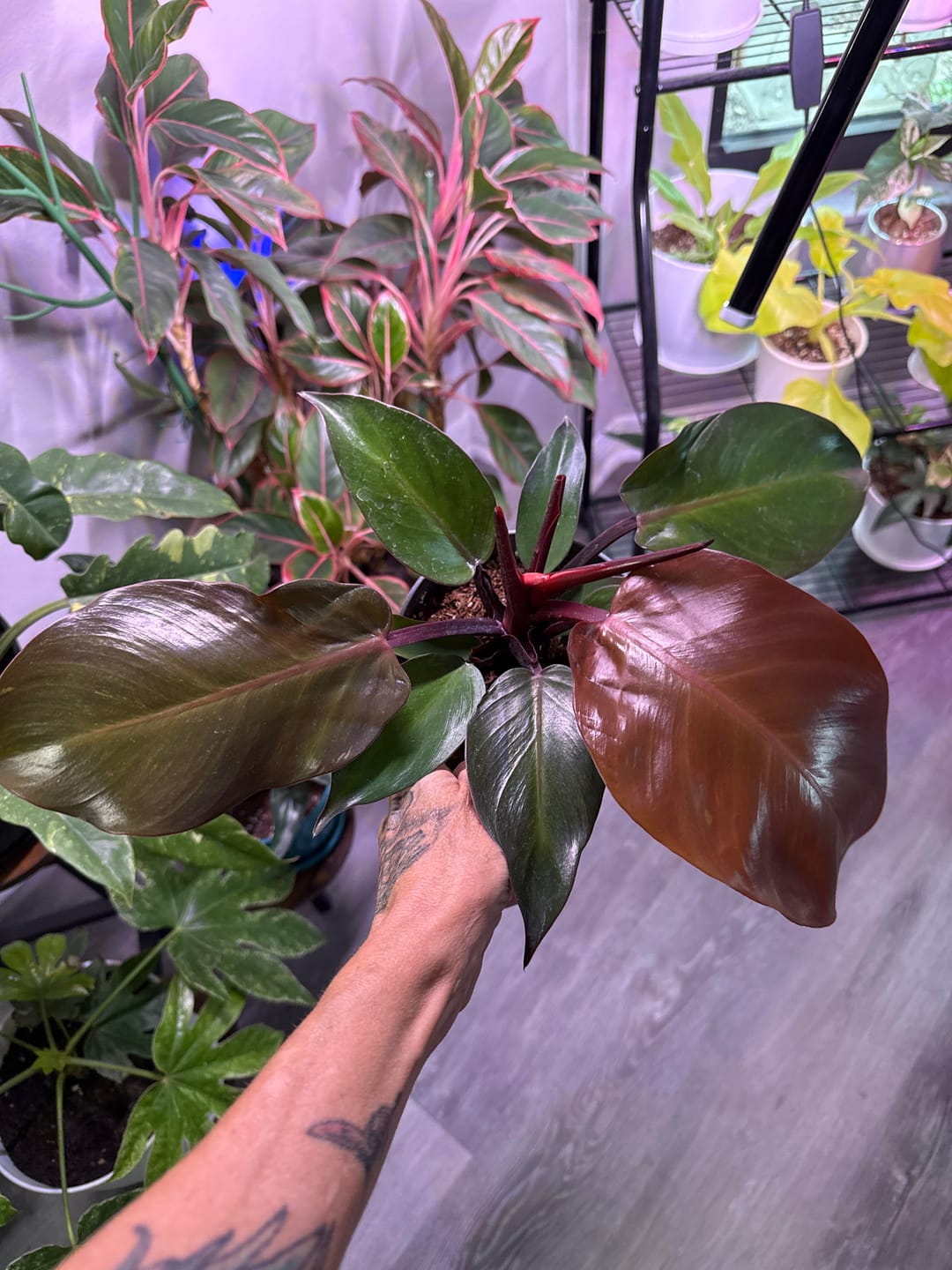 Customer photo review of Philodendron 'McColley's Finale'