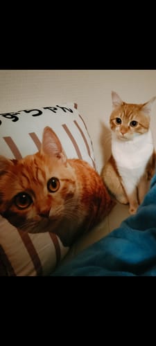 Customer photo review of Petcanva©オーダーメイド ペット似顔絵【3点セット】