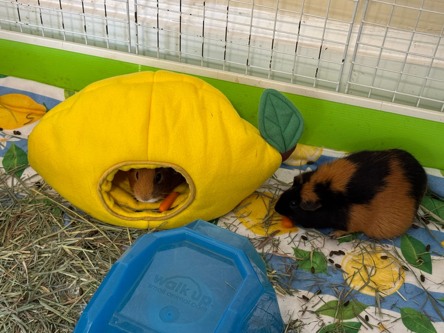 Customer photo review of Lemon Guinea Pig Hide | Amalfi Collection