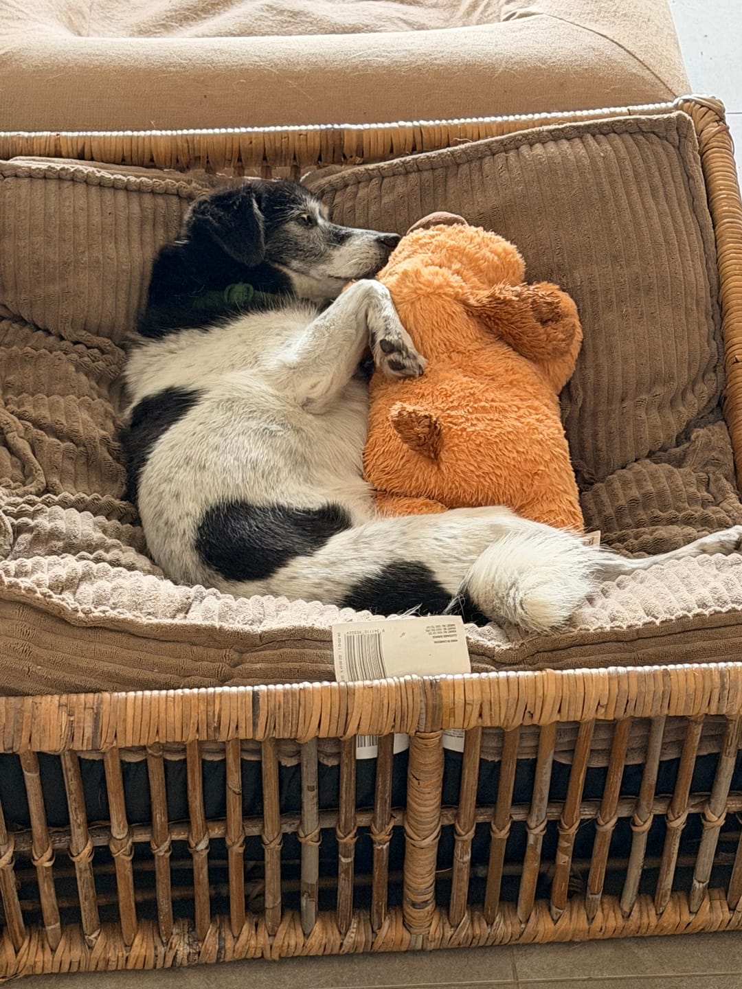 Customer photo review of Heartbeat Buddy for Pets
