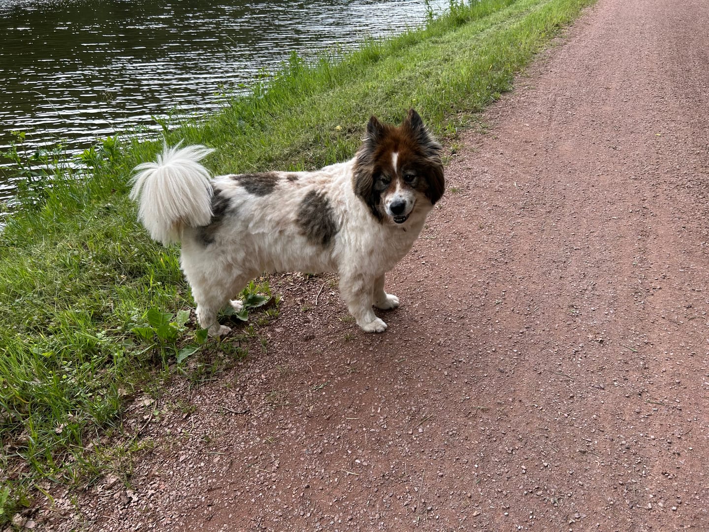 Customer photo review of Wurmtest Basic Hund