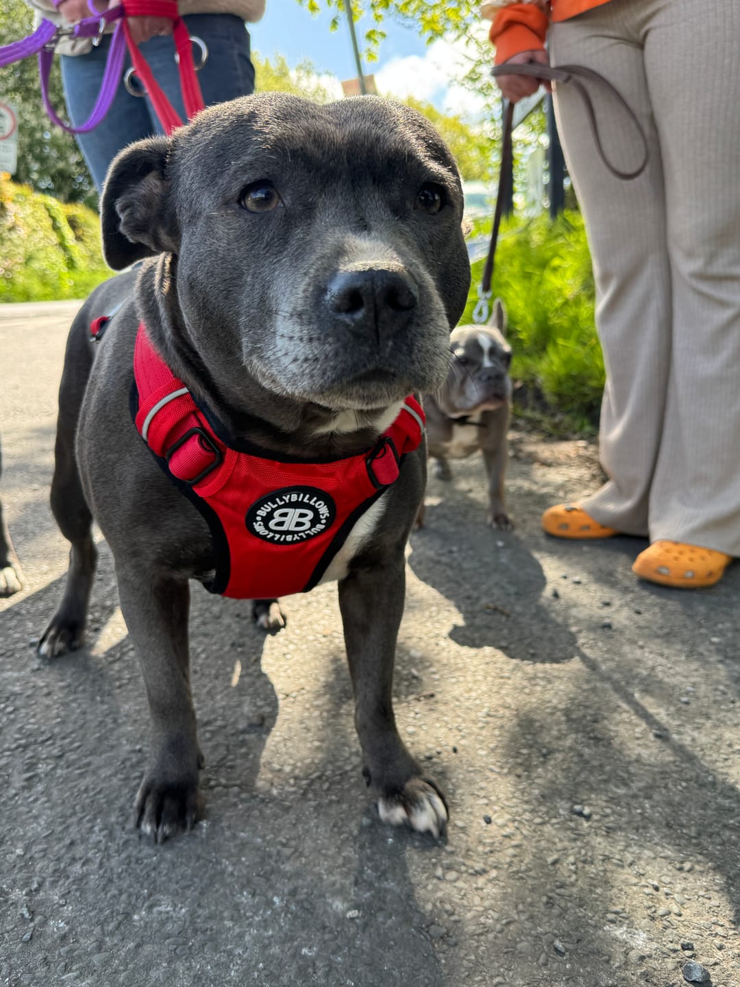 Customer photo review of Comfort Premium Harness | Non Restrictive - Red