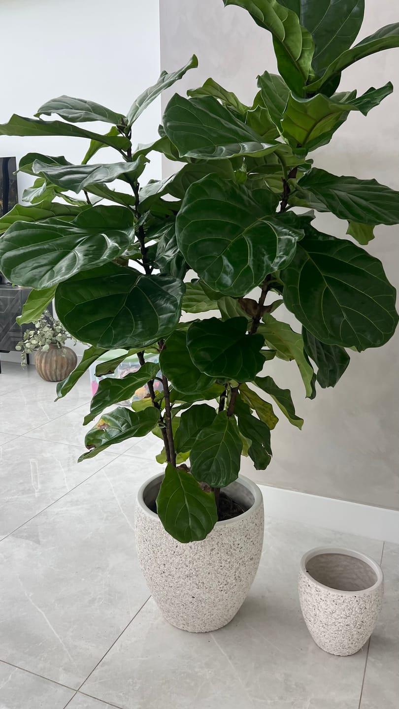 Customer photo review of Leaf Cleanse