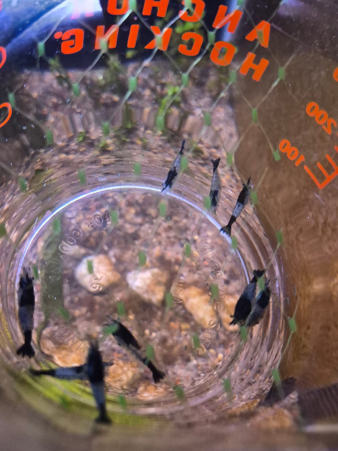 Customer photo review of Carbon Rili Shrimp