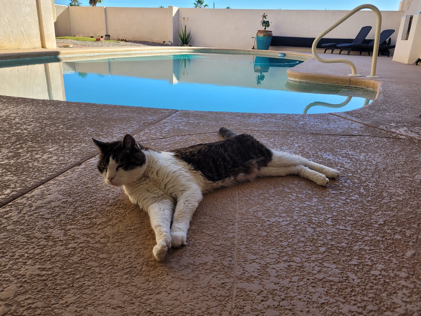 Customer photo review of 6x Blisso Advanced Cat Probiotic