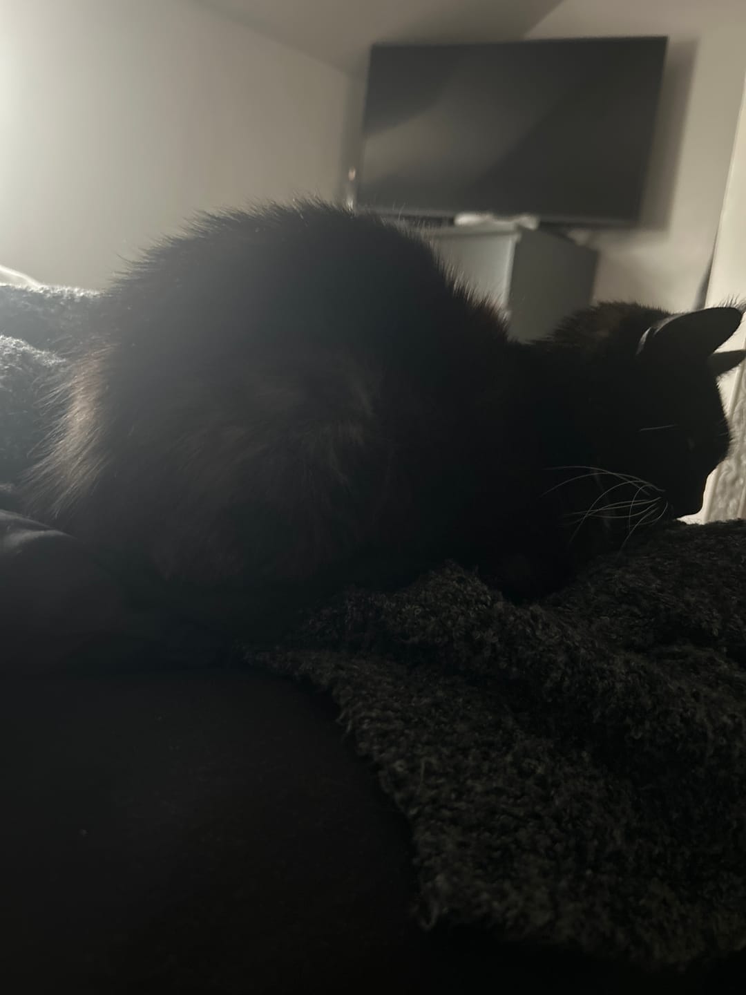 Customer photo review of Cat Duo Pack