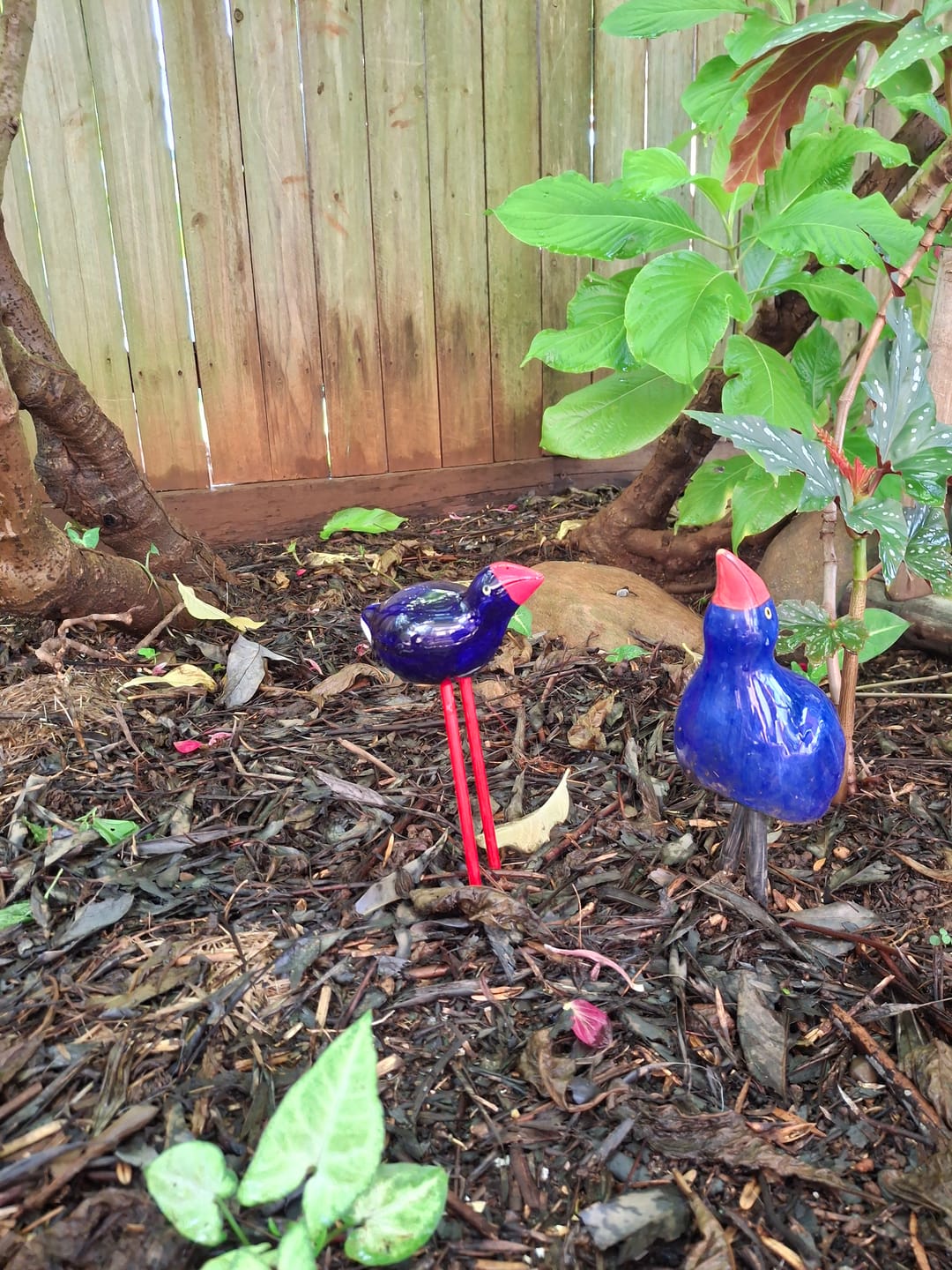 Customer photo review of New Zealand Ceramic Garden Pukekos