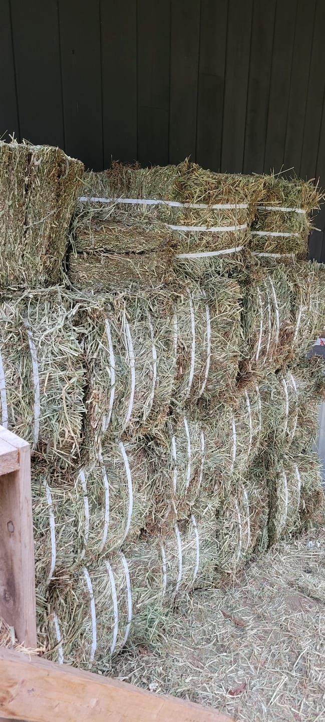 Customer photo review of Western Straight Orchard Grass Hay, 2nd Cut (Click here for Qty Discount)- Includes delivery and ground level stacking with our forklift too!