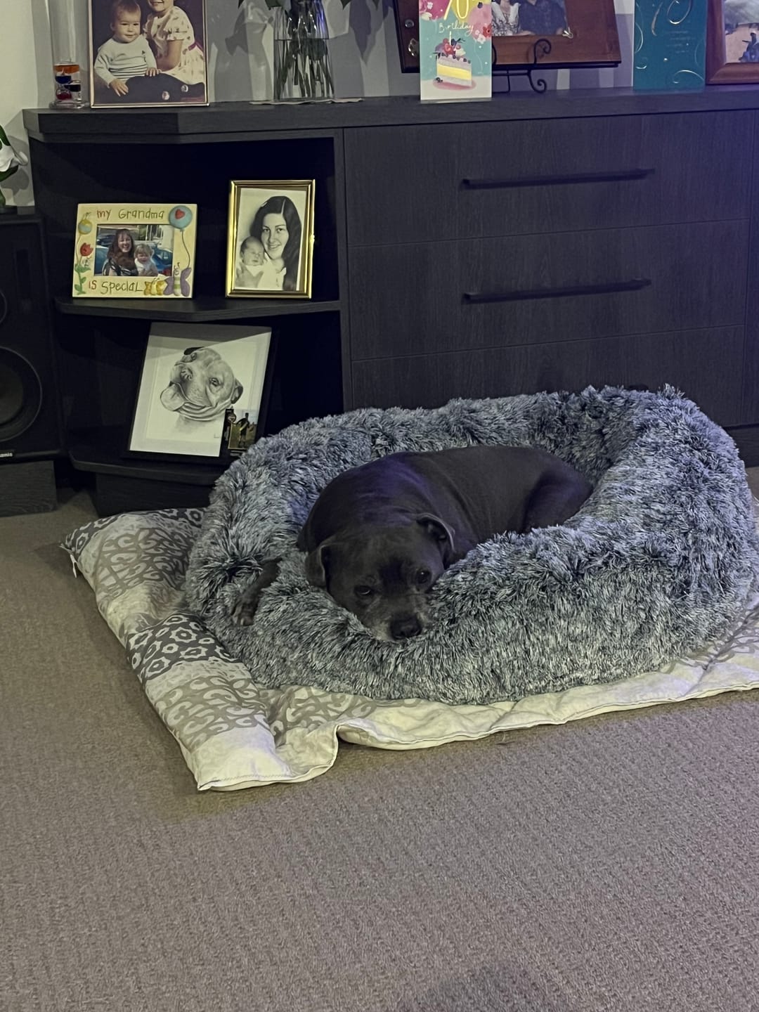 Customer photo review of Calming Pet Bed Machine Washable