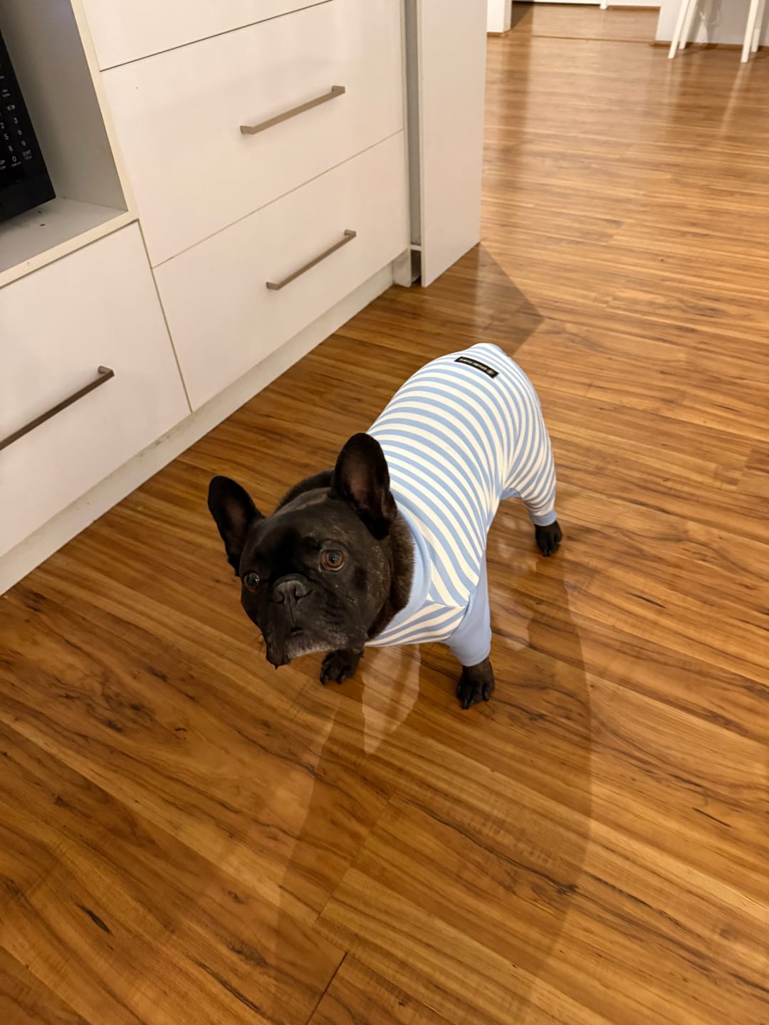 Customer photo review of Dog Pajama - Blue Stripes