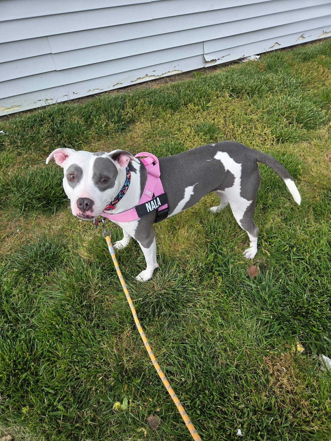 Customer photo review of No-Pull Harness