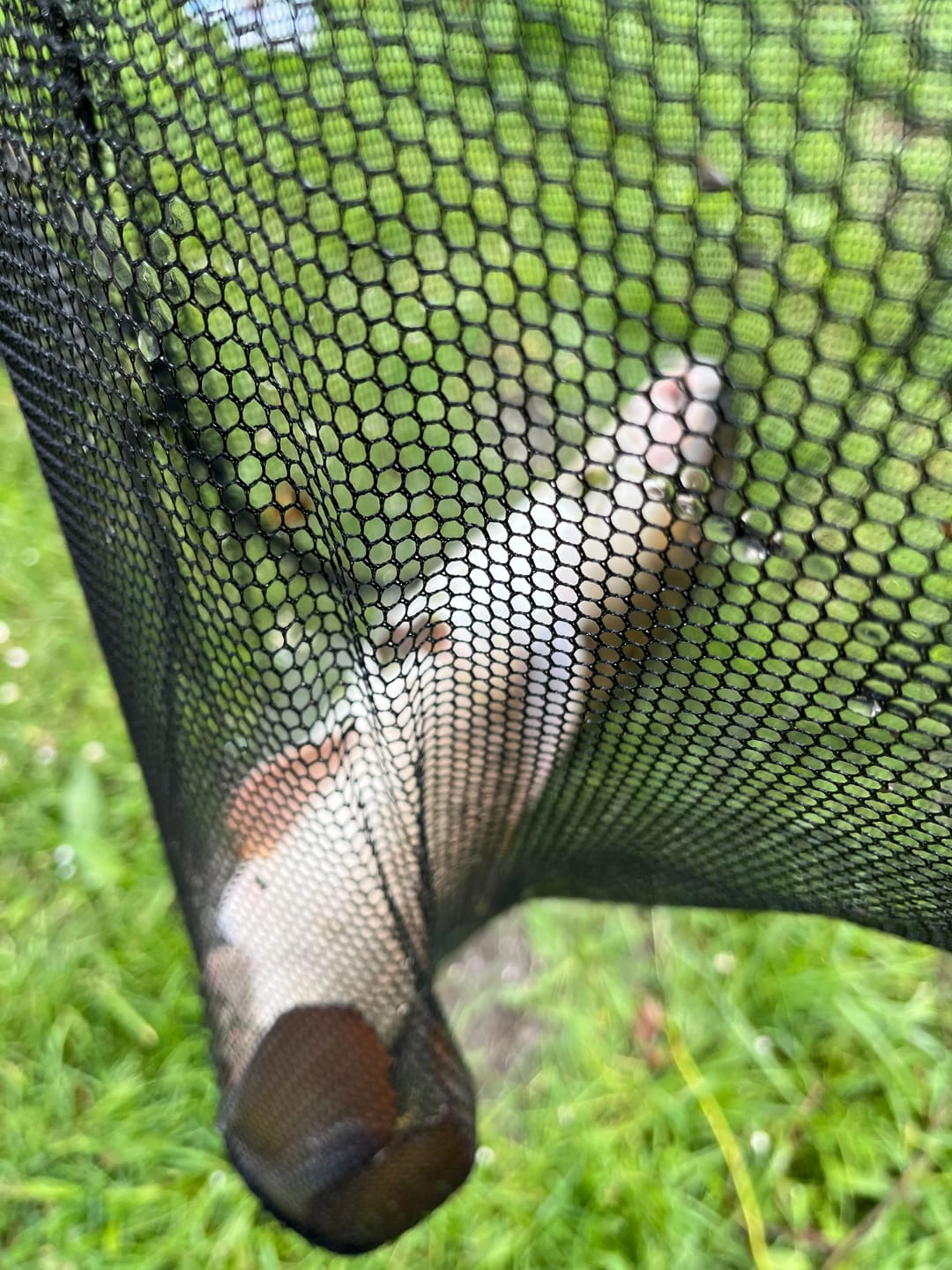 Customer photo review of PREMIUM SELECT (BLACK HALIBUT) - ALLTECH COPPENS