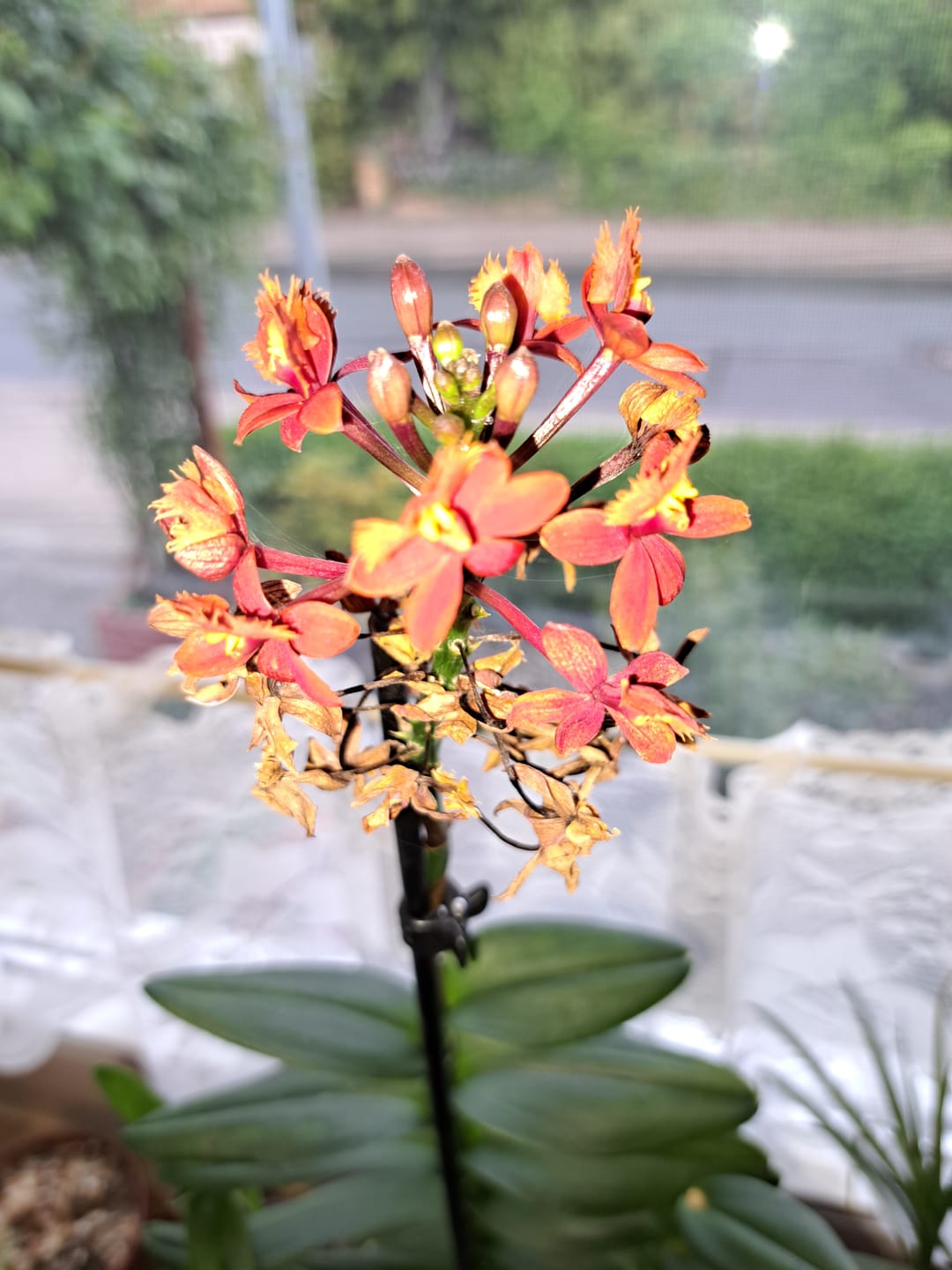 Customer photo review of Orchideenerde für das Wachstum
