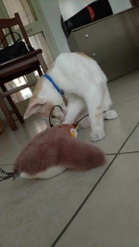 Customer photo review of Flapping Bird Cat Toy