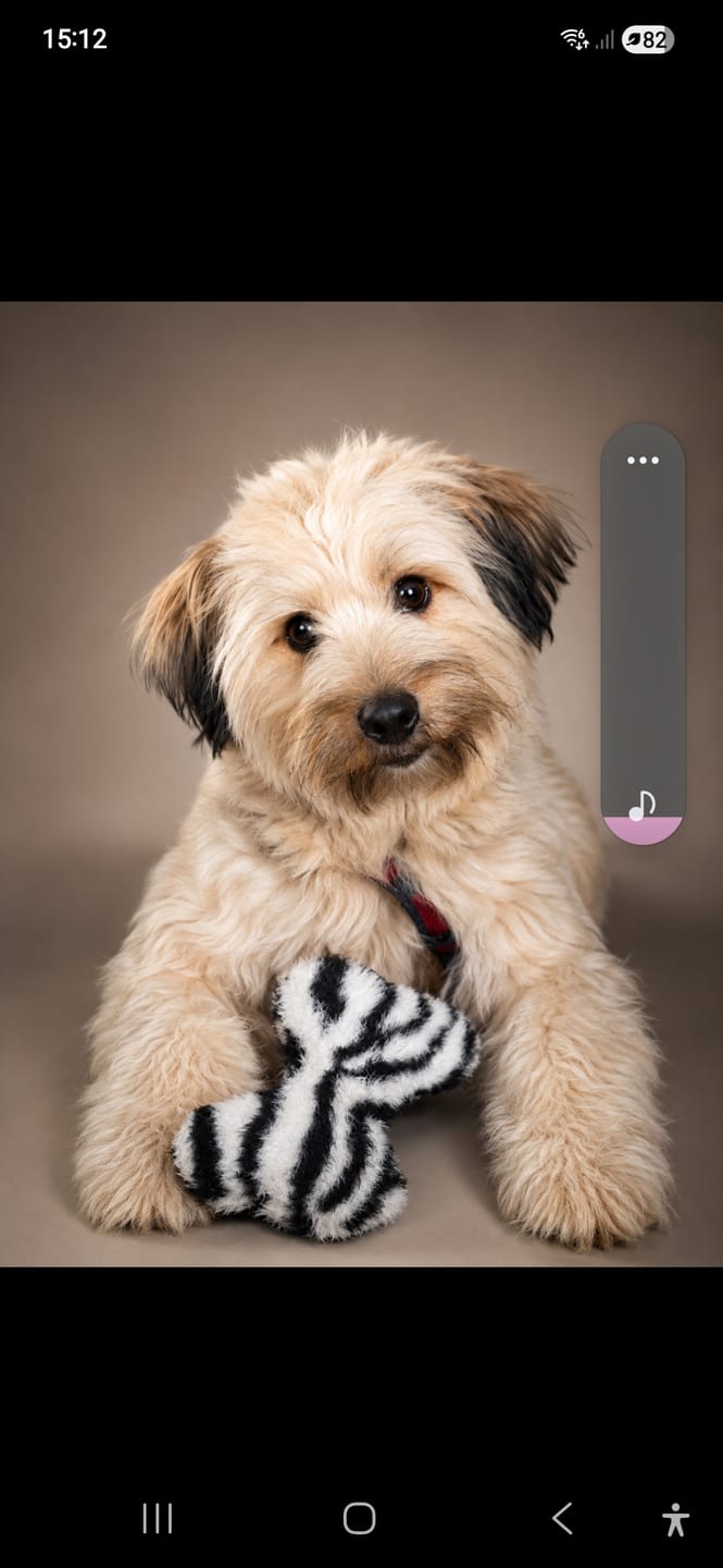 Customer photo review of Shampoing Sans Rinçage - Apaisant pour chien 🏔️